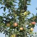 Pomme De Gala Frais À La Couleur Rouge De Chine